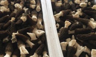 食用菌种植技术培训